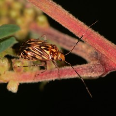 Taedia
