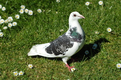 Columba livia domestica