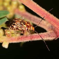 Taedia
