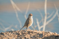 Zonotrichia leucophrys