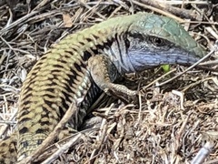 Aspidoscelis sackii sackii