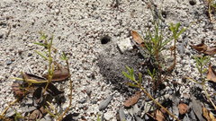 Sphex jamaicensis