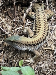 Aspidoscelis sackii sackii