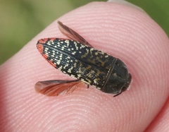 Acmaeodera haemorrhoa