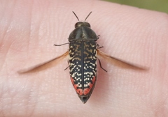 Acmaeodera haemorrhoa