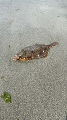 Lepidopsetta bilineata