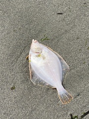 Lepidopsetta bilineata