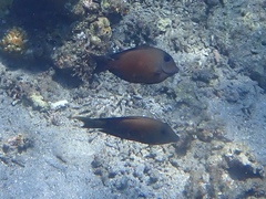 Ctenochaetus binotatus