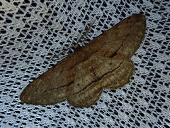 Apocleora rimosa
