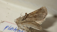 Apamea platinea