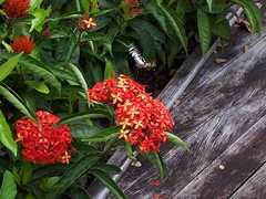 Papilio demoleus malayanus