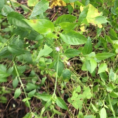 Chromolaena frustrata