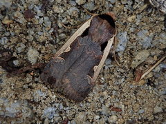 Dichagyris triangularis