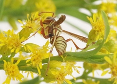 Polistes apachus apachus
