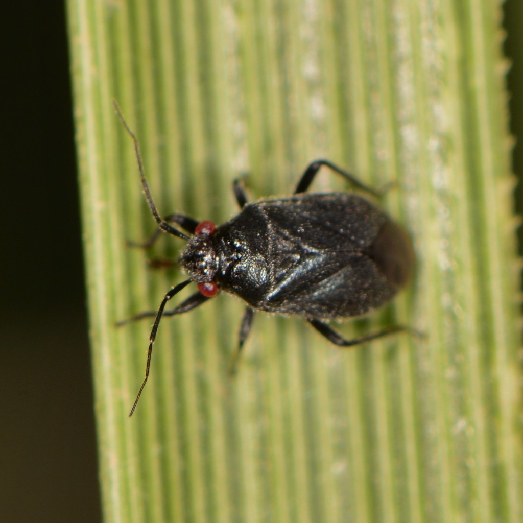 Halticotoma nicholi