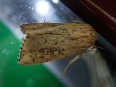 Mythimna flavostigma