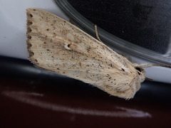 Mythimna flavostigma