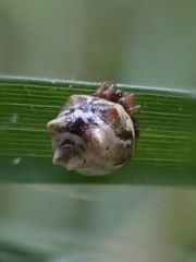 Phoroncidia sextuberculata