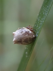Phoroncidia sextuberculata