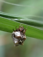 Phoroncidia sextuberculata