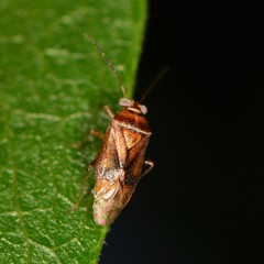 Tropidosteptes