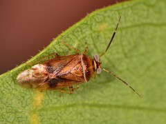 Tropidosteptes