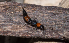 Paederus cruenticollis