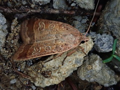 Sineugraphe bipartita