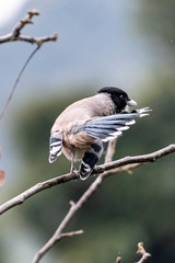 Garrulus lanceolatus