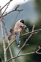 Garrulus lanceolatus