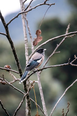 Garrulus lanceolatus