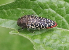 Acmaeodera haemorrhoa