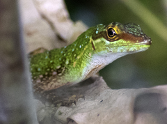 Anolis ventrimaculatus