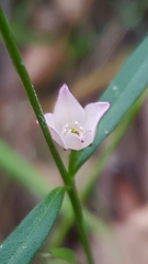 Cyanothamnus polygalifolius