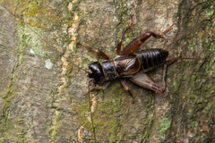 Duolandrevus coulonianus