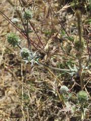 Eryngium serratum