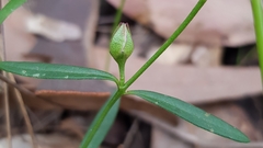Cyanothamnus polygalifolius