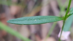 Cyanothamnus polygalifolius