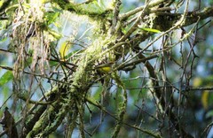 Phyllergates cucullatus