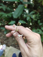 Sterculia brevissima
