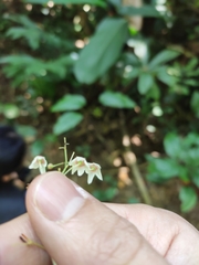 Sterculia brevissima