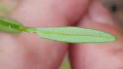 Cyanothamnus polygalifolius