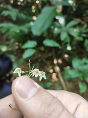 Sterculia brevissima