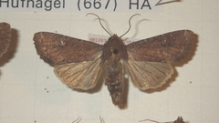 Apamea lateritia