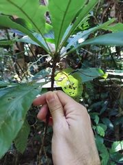 Sterculia brevissima