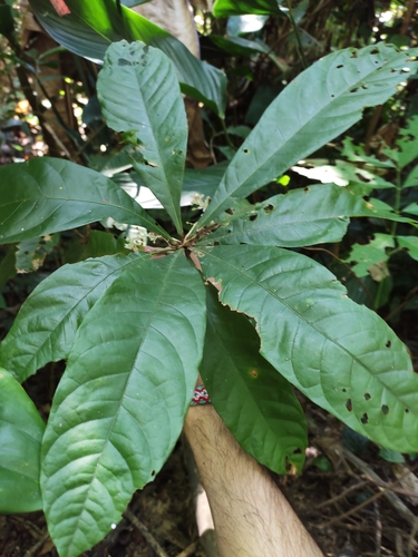 Sterculia brevissima H.H.Hsue ex Y.Tang, M.G.Gilbert & Dorr