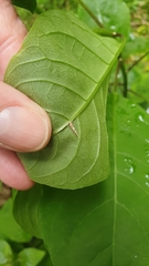 Pyroderces apparitella