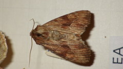Apamea sublustris