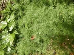 Asparagus racemosus