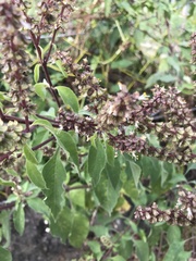 Ocimum gratissimum